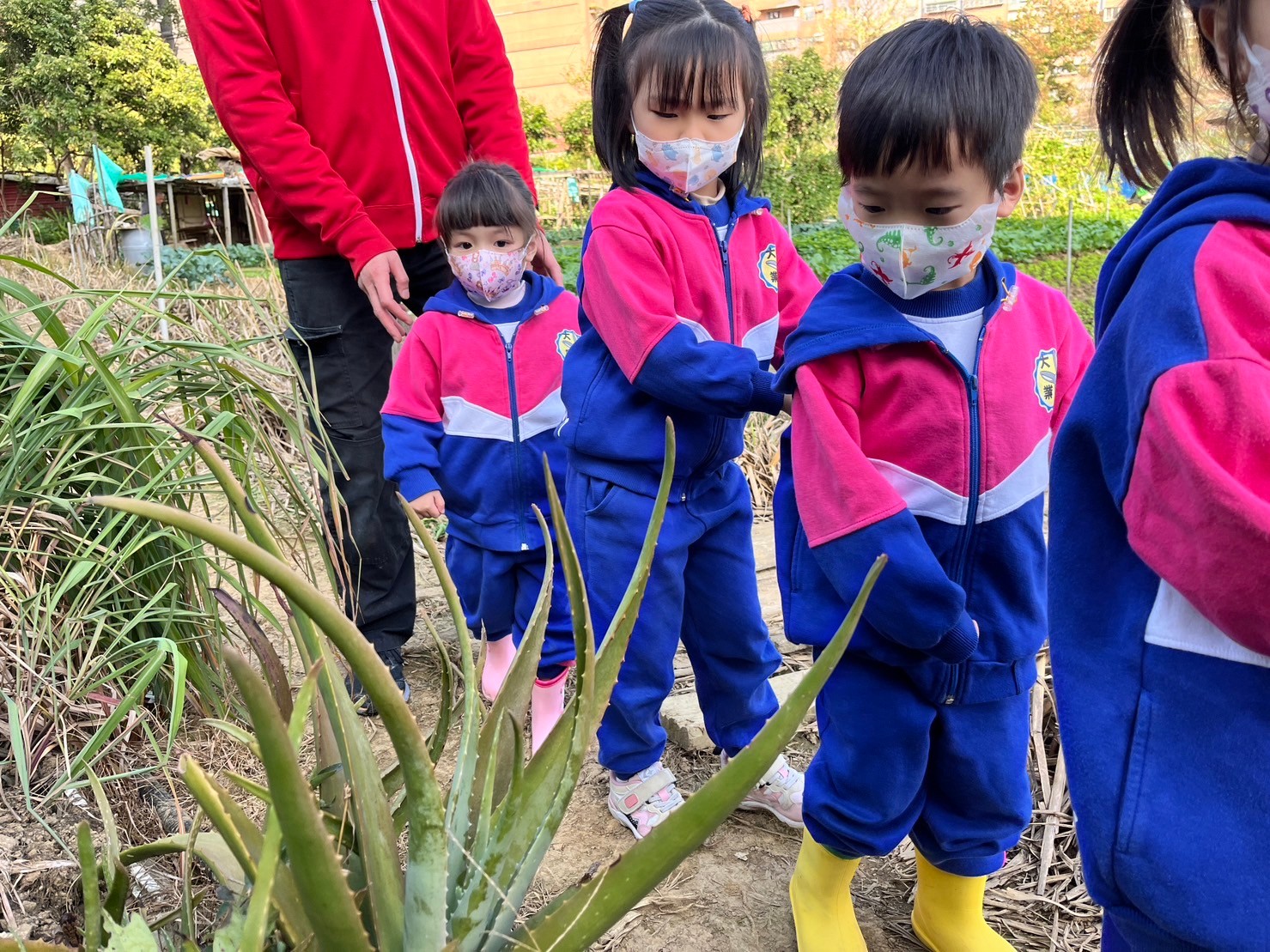 112(上)企鵝班巡菜園